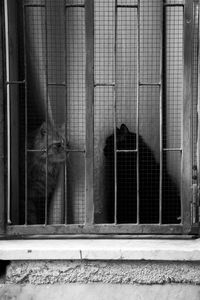 Cat seen through glass window