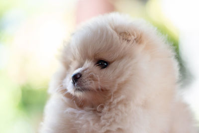 Close-up of a dog looking away