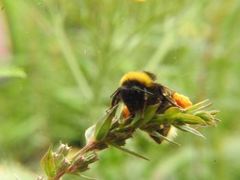 Close-up of bee on flower