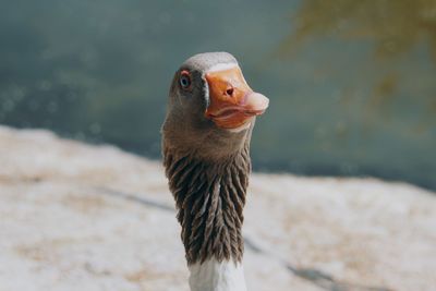 Close-up of bird