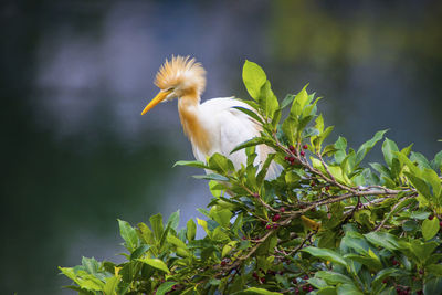 Bird perching on a plant