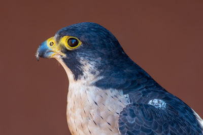 Close-up of eagle against gray background