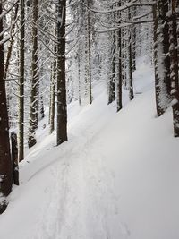 Snow covered land and trees in forest