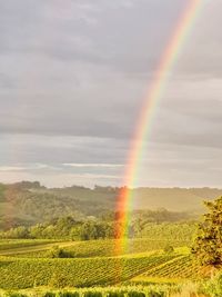 Scenic view of rainbow over field
