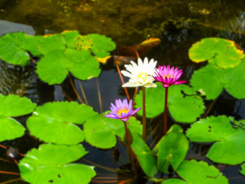 High angle view of purple water lily blooming outdoors