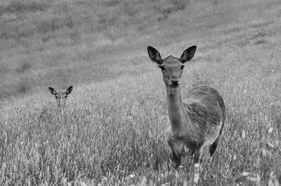 Portrait of deer standing on field