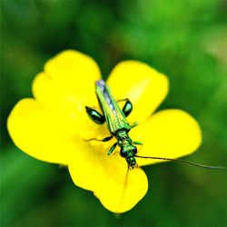 Close-up of insect on flower