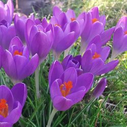 Close-up of purple crocus flowers on field