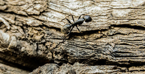 Close-up of insect on tree trunk