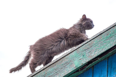 Low angle view of a monkey looking away against clear sky