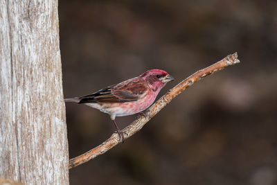 Close-up of bird perching on tree