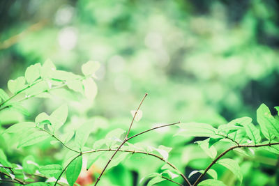 Close up of leaves