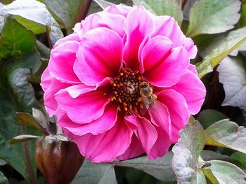 Close-up of pink flower