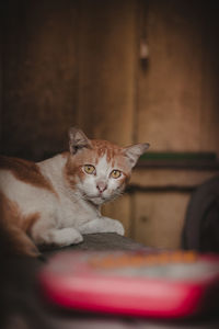 Close-up portrait of a cat