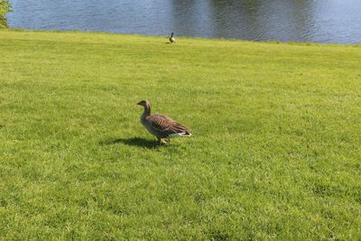 Bird on a field