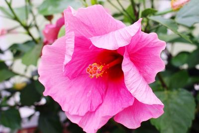 Close-up of pink flower