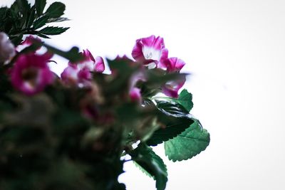 Close-up of flowers