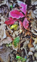 Close-up of autumn leaves