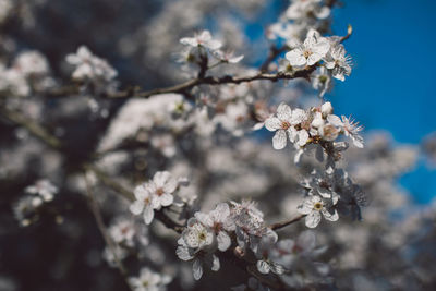 Close-up of cherry blossom