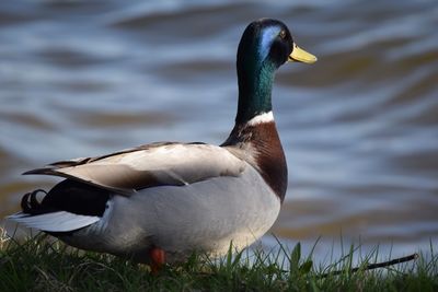 Close-up of a duck in lake