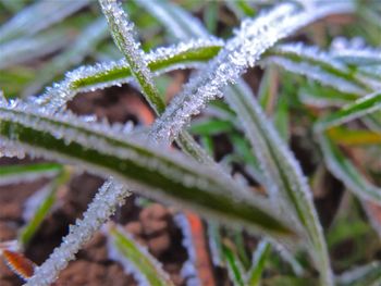 Close-up of frost on grass