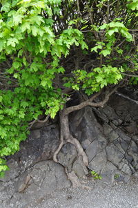 Close-up of plants