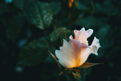 Close-up of rose flower