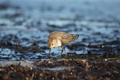 Side view of a bird on beach