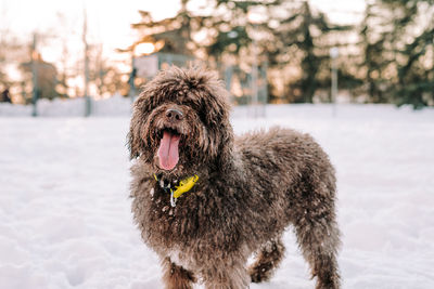 A brown beautiful spanish water dog looking at the camera in a snowy day. portrait of dogs concept