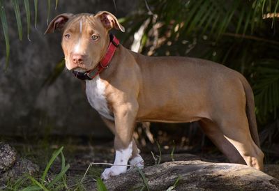 Portrait of dog looking away on field