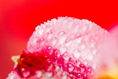 Macro shot of water drops on flower