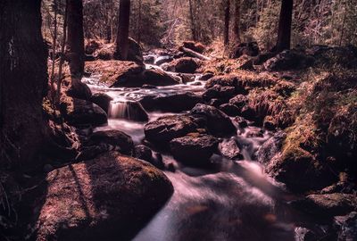 Scenic view of waterfall in forest