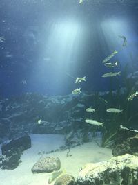 View of fish swimming in sea