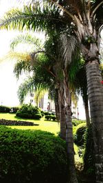 Palm trees in park