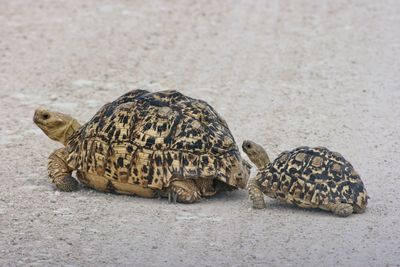 Mother and baby tortoise stigmochelys pardal is crossing road etosha national park, namibia.