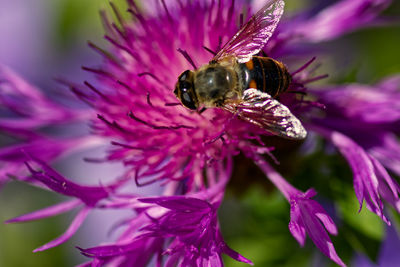 Close-up of bee pollinating on pink flower