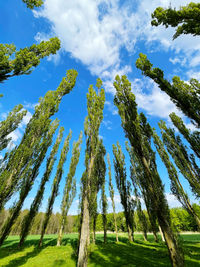 Low angle view of trees on field against sky