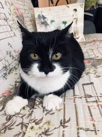 Portrait of black cat at home
