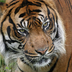 High angle close-up of tiger