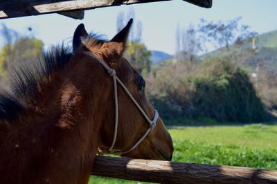 Horse in ranch