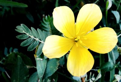 Close-up of yellow flowers blooming outdoors