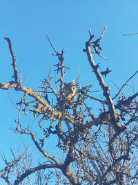 Low angle view of flowering tree against blue sky