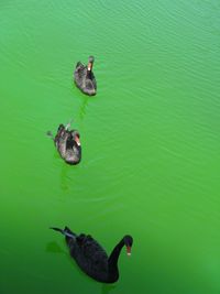 High angle view of mallard duck swimming on lake