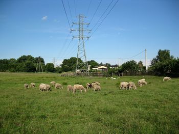 pasture