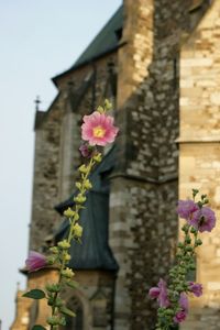 Close-up of pink flowering plant against building