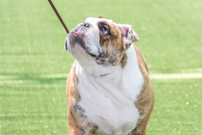 English bulldog on field