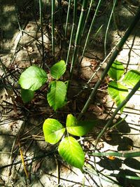 High angle view of leaves on field in forest