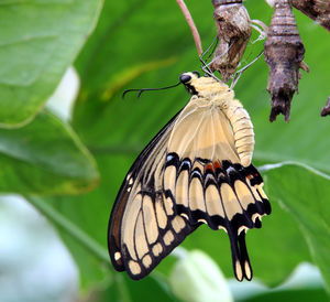 Close-up of butterfly perching on plant