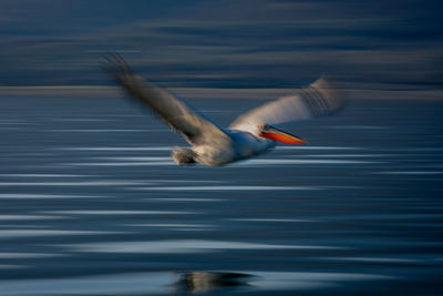 Close-up of bird flying against sky