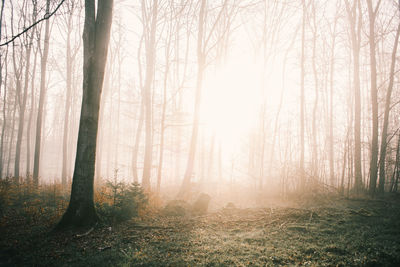 Trees in forest during autumn